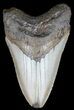 Bargain Megalodon Tooth - North Carolina #54758-1